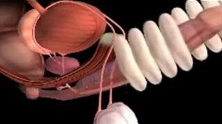 male genitals and how they work - porn video
